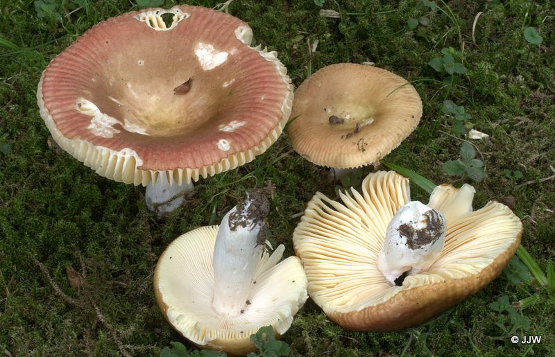 Russula cuprea